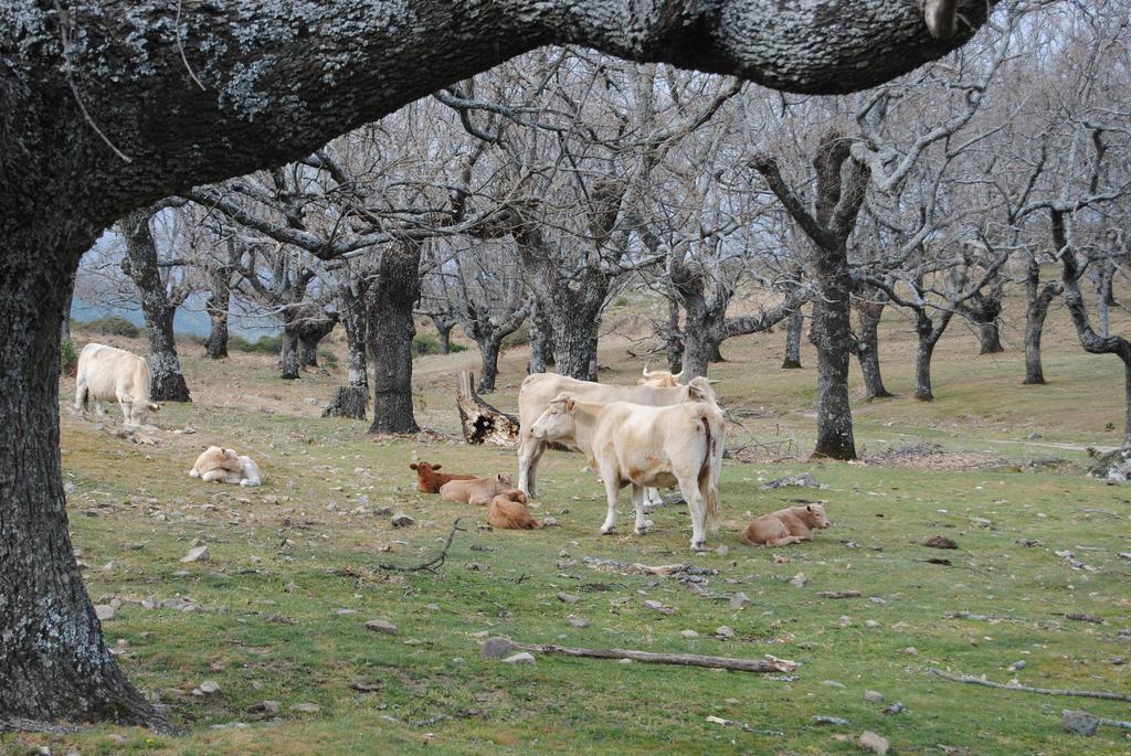 Casa Rural Romanejo Cabezabellosa Luaran gambar