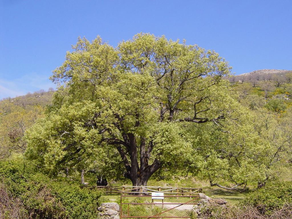 Casa Rural Romanejo Cabezabellosa Luaran gambar